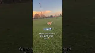The kindness of this dog