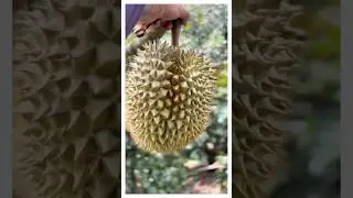 Как собирают дуриан?