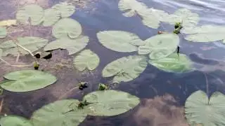 Почему кувшинки так называются.