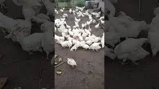 Домашні несучки