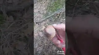 брянский лес и грибы