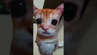 Hello I am a munchkin man #elgato #furry #fypシ゚ #comedy #funny #cute #cat