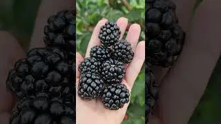 Ежевика Вошито, один и самых вкусных сортов#shorts