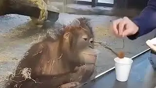 Как удивить обезьяну
