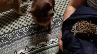 ЁЖИК ПРИШЁЛ В ГОСТИ / Спасаем ёжика 🦔