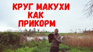 Круг макухи как прикорм // Карась на удочку.