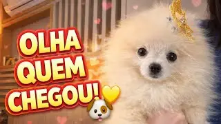 👉 WE BOUGHT A POMERANIAN PUPPY 🐶🍯 | Meet Mel