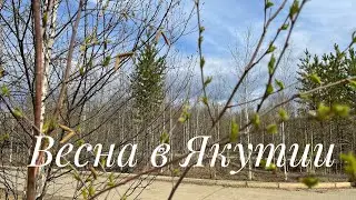Весна в Якутии 21 мая 2022 #shorts #якутия