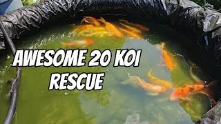 Awesome 20 Koi Rescue