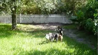 Sassie playing Catch II