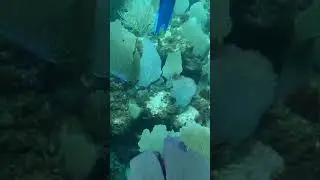 Listen to this reef! #shorts