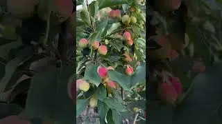 РІК ПІСЛЯ ПОСАДКИ РАЙСЬКОЇ ЯБЛУНІ #яблуня #врожай #яблука #дача #сад