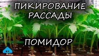 Пикирование рассады помидор
