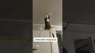 Кот электрик года кошка закрутила лампочку прикол 