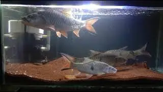 Ikan hampala atau palung ternyata sangat cantik di masukkan di aquarium 