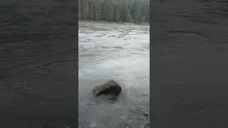 Katun River Gorny Altai Russia