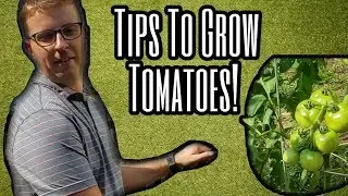 TIPS TO INCREASE YOUR TOMATO HARVEST! [GARENDENING TIPS!]