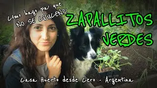 🎃ZAPALLITOS VERDES: siembra, trasplante y cómo hago pa que no se crucen?!!