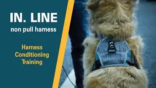 IN . LINE no pull harness | how to condition a dog to put their head into harness | BAUMUTT