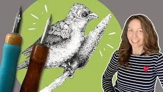 Step-by-step drawing of a bird with dip pen and ink