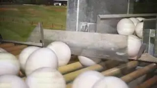 kamtav tavuk yumurta tv reklam filmi