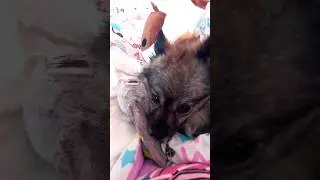 #СпятУсталыеИгрушки