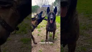 Hayat ve ben / Bağdem & Jawa   #malinois #belçikakurdu #doglover #dog #köpek