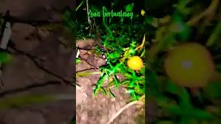 ULAR BELANG hitam putih berbisa tinggi 