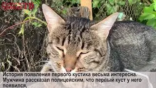 Происшествия с 14 по 20 сентября 2020 года в Марий Эл