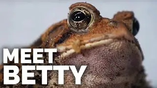 Meet Betty - My Fat, Charismatic American Toad!