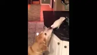 Видео приколы  с животными собаки