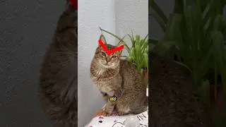 chau FLOPPY hola PEPITA