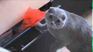 Самые популярные коты