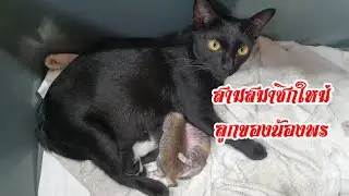 สามสมาชิกใหม่ ลูกของน้องพร