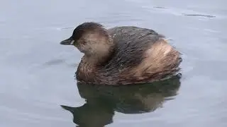 Little Grebe (Tachybaptus ruficollis)