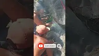 CARA MASAK LEBAH MADU ALA ALA TEGALAN MANTAP