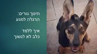 אילוף כלבים חיובי: חינוך גורים : איך ללמד גור לא לנשוך