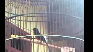 Suara Kicau Murai Batu Medan ngeriwik