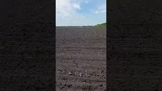 мтз 82.1 👍👍👍 посівна ЕЛІТИ СЕЛЕКТ👍👍👍