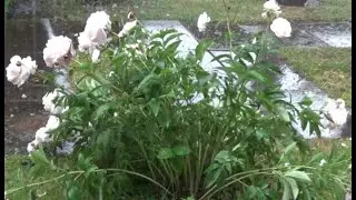 Мои РАСТЕНИЯ // My PLANTS // 2023