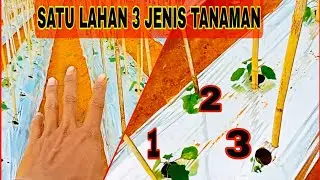 Tanaman Tumpang sari Terong Gambas dan cabai rawit