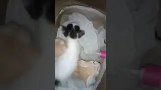 cara sederhana meletakkan dot kucing yatim