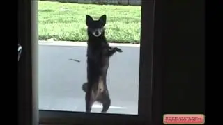 Приколы с животными! поющие псы:))