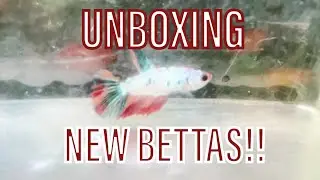 UNBOXING NEW BETTAS! NEW PROJECT? TUCKY’S BETTAS