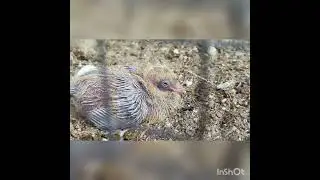 Птенец голубя - Всё хочу на свете знать !