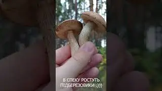 Спека, але гриби є! Підберезовики!#shorts