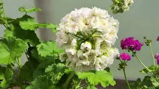 #765. ЮВ Эльбрус, пожалуй,лучший белоцветковый сорт в моей коллекции!