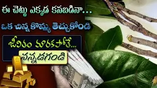 ధన వర్షాన్ని కురిపించే బదనికా తంత్రం | Badanikalu | Badanika Tantramu | Dhana Aakarshana  |