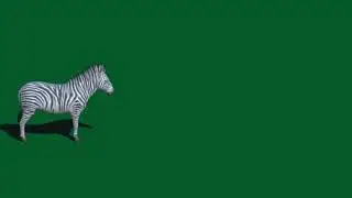 Zebra Green Screen (Resounded)