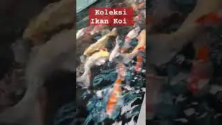 Pelihara Ikan Koi warna warni